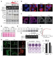 If so, please try restarting your browser. Ratiometric Sensing Of Bip Client Versus Bip Levels By The Unfolded Protein Response Determines Its Signaling Amplitude Elife