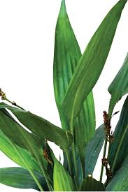 Image result for Dracaena aubryana