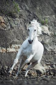 lusitano wallach galoppiert im steinbruch animals beautiful horses animals