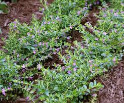 Plant one of these 7 best flowering trees for your south florida property. Mexican Heather Is Useful As A Groundcover In Mass Plantings Or As An Edging Plant In Garden Beds An Florida Plants Landscaping Edging Plants Florida Flowers