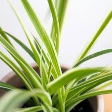 Image result for Chlorophytum pubiflorum