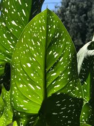 Check spelling or type a new query. Red Bluff Garden Club When A Lily Is Not A Lily Red Bluff Daily News