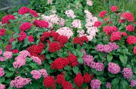 Image result for Pentas