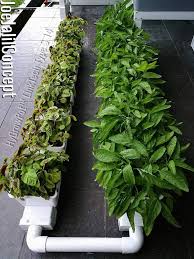 Sekarang saya dah ada banyak ruang untuk meneruskan minat saya pada. Kebun Sayur Belakang Rumah Inspirasi Desain Rumah 2019