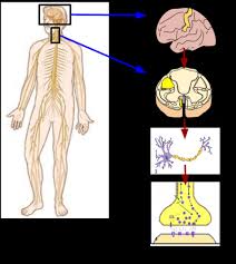 We did not find results for: Difference Between Somatic And Autonomic Nervous System Compare The Difference Between Similar Terms