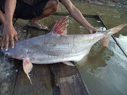 Umpan Mancing Ikan Jambal Di Sungai Resep Galak Jos Mancingikan Net 2021 Mancingikan Net 2021