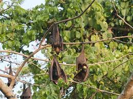 It is one of the planet's largest bat species, with a wingspan up to 5 feet 6 inches long and a weight of up to 2.6 pounds. Goldencrowned Flying Fox Bat Conservation International