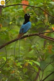 Papua New Guinea Blue Bird Of Paradise 