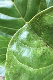 Use neem oil or organic pesticides to keep the pests away from your plant. How To Treat Spider Mites On A Fiddle Leaf Fig Dossier Blog