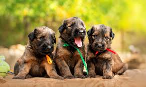 But knowing the universally correct answer to can puppies leave mother at six weeks? is essential. What S The Best Age To Bring Your New Puppy Home American Kennel Club