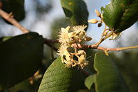 Image result for Monotes africanus