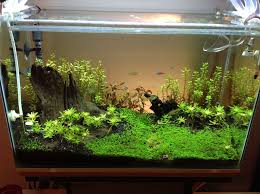 Assalamualaikum sahabat, kali ini saya baru saja selesai belajar membuat aquascape, dan ini hasil nya walaupun kurang memuaskan, tapi lumayan buat pemula. Black Substrate Google Search