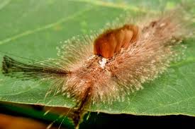 Big Black Caterpillar With Orange Stripes Caterpillar Hairy Caterpillar Plants Caterpillar Larvae