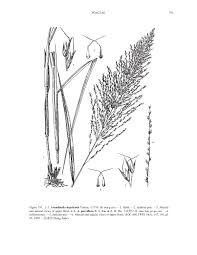 Image result for Arundinella nepalensis