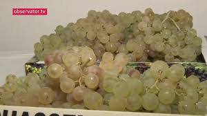 Strugurii sunt mari (420 g), cu boabele dispuse rar pe ciorchine. CompetiÈia Celor Mai Buni Struguri De MasÄ Din Valea CÄlugÄreascÄ Youtube