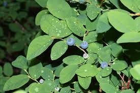 Image result for Vaccinium madagascariense