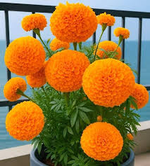 Image result for Tagetes erecta
