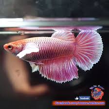 Live Betta Fish Female Pink Orchid Dumbo Halfmoon Hm 3493 Betta Fish Betta Pink Orchids