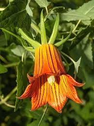 Image result for Canarina