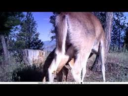 A sōzu is a type of water fountain used in japanese gardens.it consists of a segmented tube, usually of bamboo, pivoted to one side of its. Bleats To Grunts Deer Sounds And What They Mean Targetcrazy Com