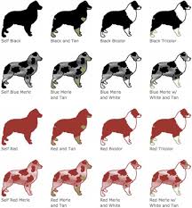 Show the world you're all about this breed with any number of australian shepherd products, merchandise, and gifts from animal den. Australian Shepherd Colors And Markings