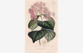 Image result for Rogiera amoena