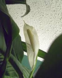 Older spath hybrids sent blooms up in spring and early summer, so breeders. Plants Are The Strangest People How To Rebloom A Peace Lily