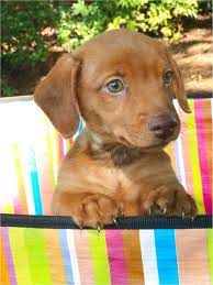 Welcome to dachshund star, puppies with the sweetest face and coat; Dachshund Puppies For Sale Near Charlotte Nc