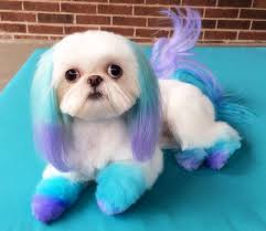 Here's how to do it. Colortour Purple Dog Hair Dye Safe Paint White Dog Hair Dye Buy White Dog Hair Dye Dog Safe Paint Purple Dog Hair Dye Product On Alibaba Com