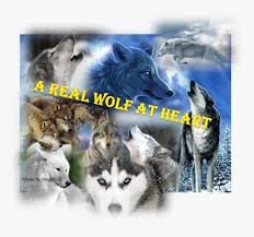 Волчий дождь | wolf's rain. Anime White Wolf Hd Png Download Kindpng