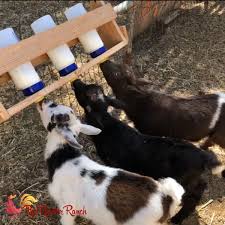 Baby Goat Bottle Feeding Instructions Baby Goats Goat Care Goats