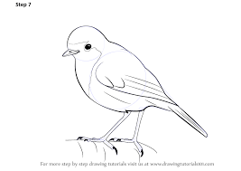 Learn How To Draw A Robin Birds Step By Step Drawing Tutorials Robin Drawing Bird Drawings Robin Pictures