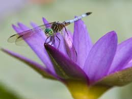 Bearded dragons are popular pet lizards, even for beginners. Invite Dragonflies Into Your Garden Hgtv