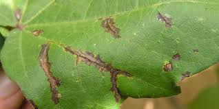 Angular Leaf Spot In Cucurbits | Greenlife | 2026 Update