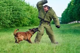 If your dog bites someone, how you respond to the incident can strongly influence the victim's decision on seeking litigation. My Dog Bit Someone What Should I Do