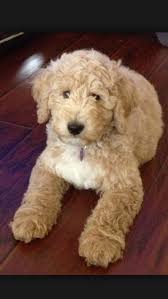 The goal of the australian clubs is to create a new. Big Labradoodle Puppy Labradoodle Labradoodle Puppy Cute Dogs
