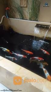 Ikan yang berasal dari jepang ini pada awalnya dikonsumsi. Ikan Koi Lokal Depok Jualo