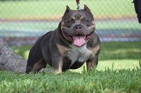 Best Extreme Build Pocket Bully Puppies For Sale Venomline Venomline Texas Size Bullies Pocket Bully American Bully American Bully Pocket