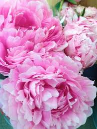 Maybe you would like to learn more about one of these? Free Download Pink Peony Iphone And Desktop Wallpaper Pinterest 400x534 For Your Desktop Mobile Tablet Explore 38 Peony Desktop Wallpaper Peony Flower Wallpaper Peony Screensavers And Wallpaper Pink Peonies Wallpaper