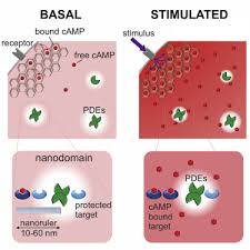 Check spelling or type a new query. Optical Mapping Of Camp Signaling At The Nanometer Scale Sciencedirect