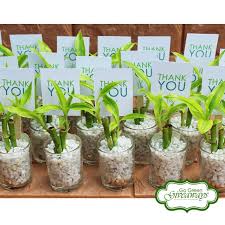 Wedding Favors Ecowraps Succulents With Lace Succulents Philippines Philippine Wedding Man Recuerdos De Boda Suculentos Recuerdos De Boda Souvenir De Boda