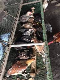 We offer meat for sale in bulk, like a quarter cow, half a pig, or fresh chickens. For Sale Organic Free Free Range Chicken Kabankalan Facebook