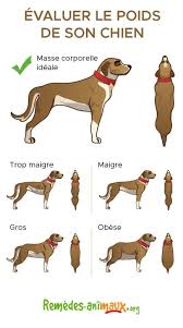 Epingle Sur Animaux De Compagnie