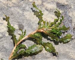 Image result for Potamogeton crispus