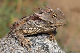 Image Result For Texas Horn Frog Horned Lizard Lizard Reptiles And Amphibians