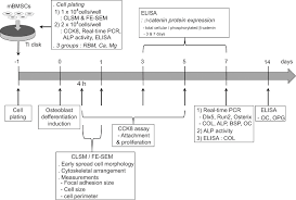 Full Text The Relative Effects Of Ca And Mg Ions On Msc