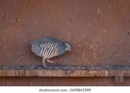 Image result for Alectoris rufa