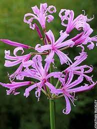 Nerine Bowdenii Bulb Flowers Winter Flowers Plants