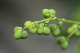 Image result for Micrococca mercurialis