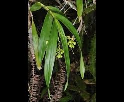 Image result for Polystachya fusiformis × lindblomii